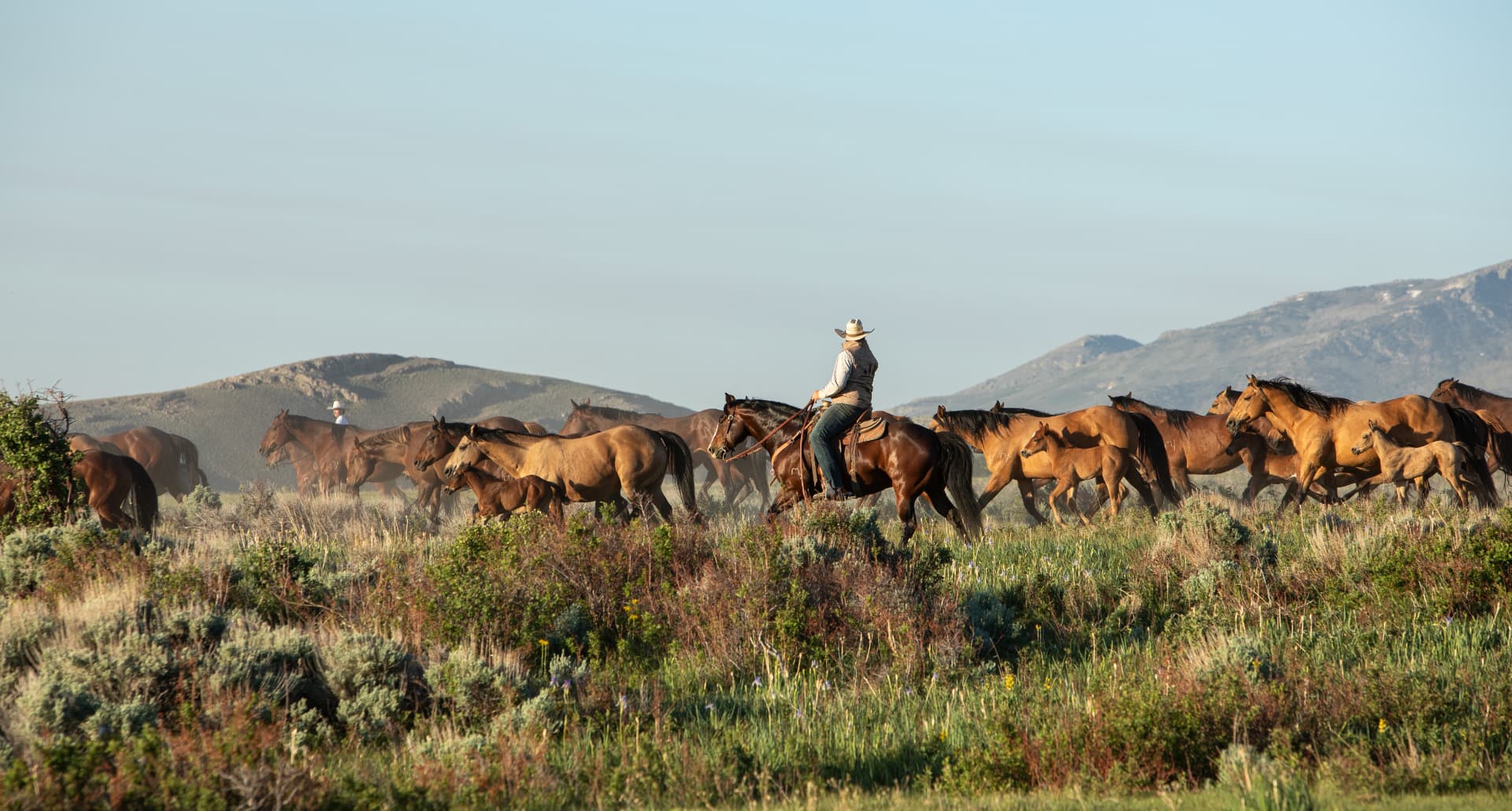 A rider moving a band of horses across open range beneath rolling mountains