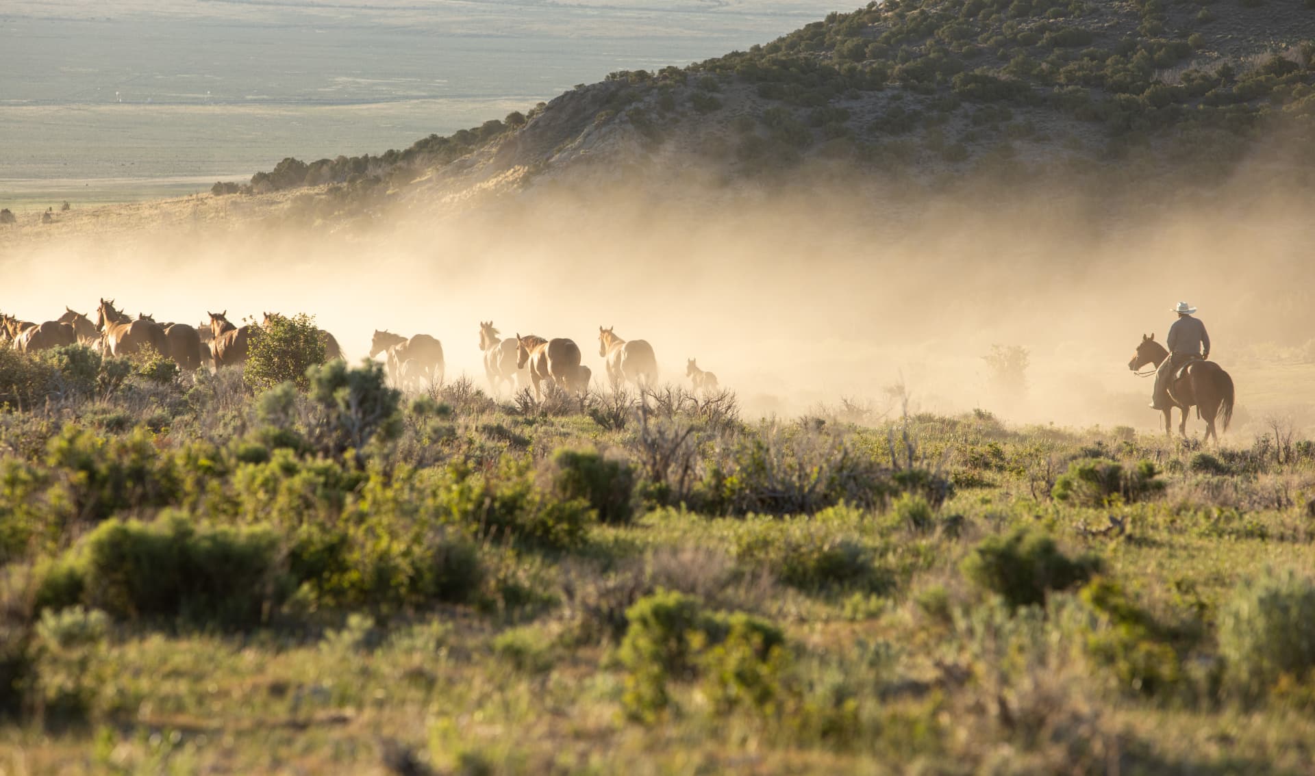 Horses moving through morning dust and golden western light